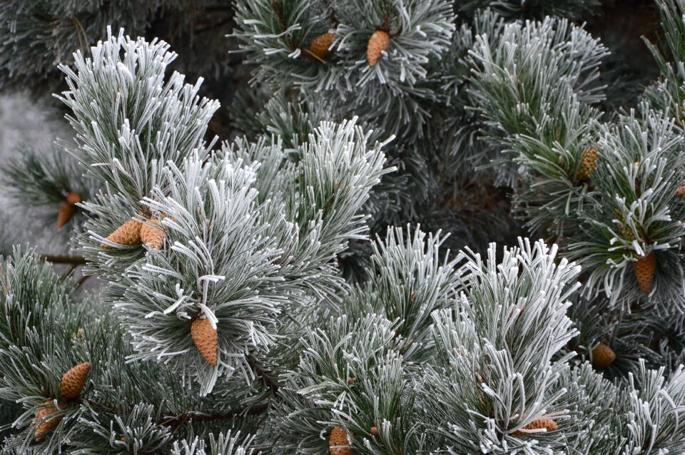 Pine pine cone frost