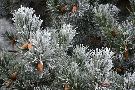 Pine pine cone frost photo