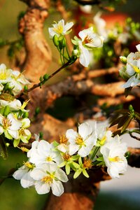 Spring the garden the beauty