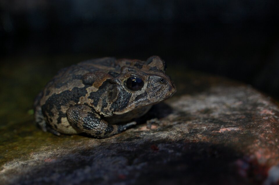 Nature animal stone