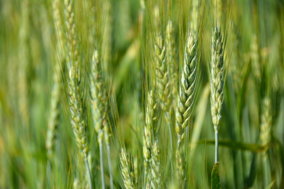 Corn farming cereal