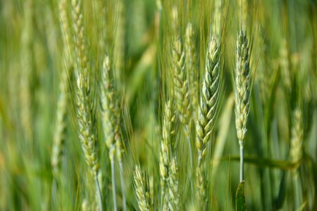 Corn farming cereal