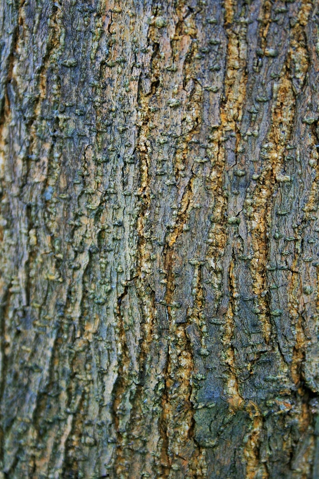 Organic birch environment