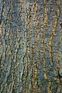 Organic birch environment photo