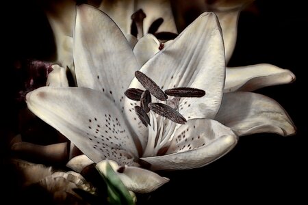 White lily daylily