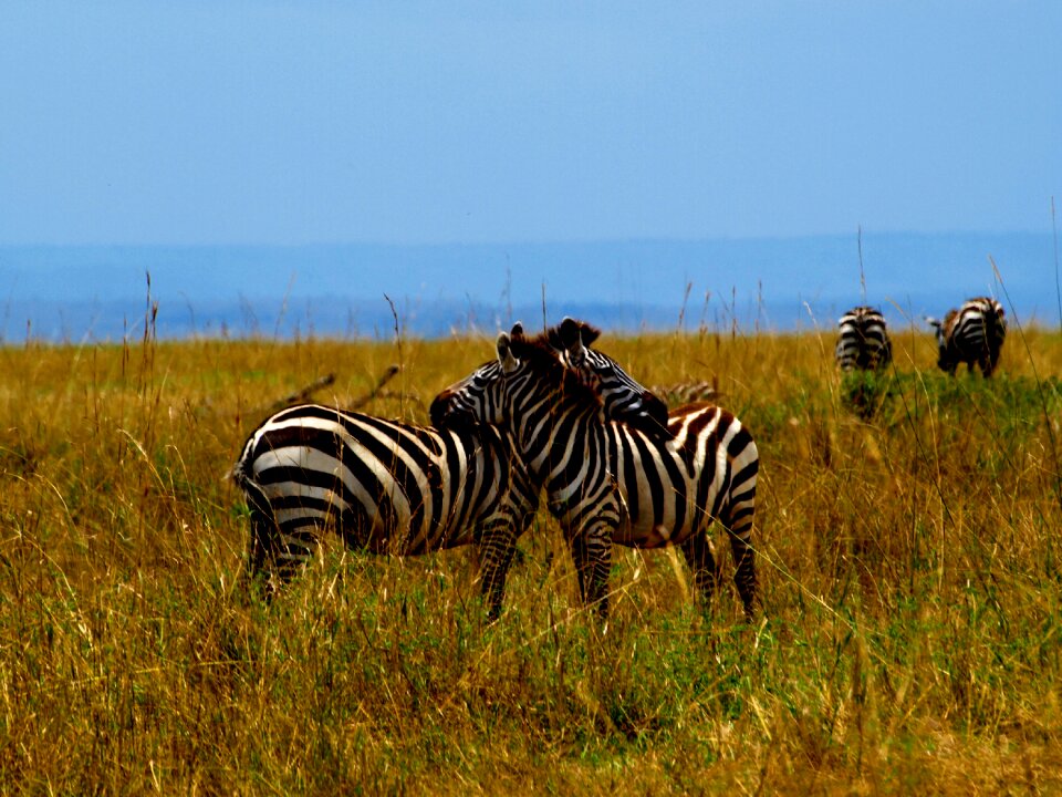 Zebra africa safari