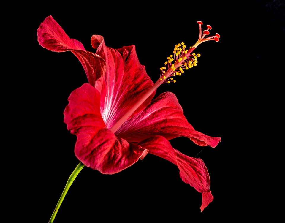 Flower red marshmallow
