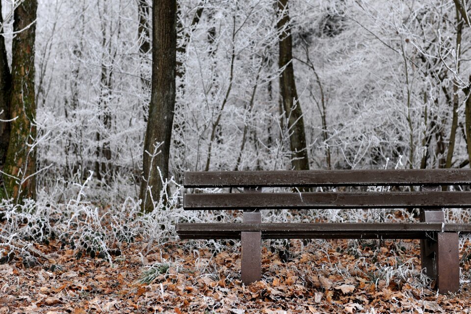 Snow wintry winter magic