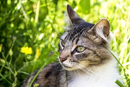Pet feline kitten