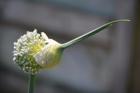 New flower growth