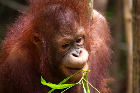 Primate ape jungle photo