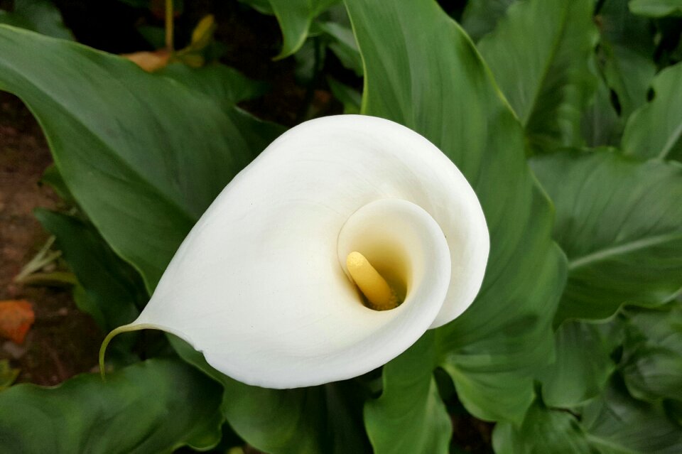 Natural plant flower