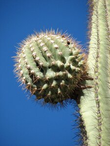 Plant sequoia