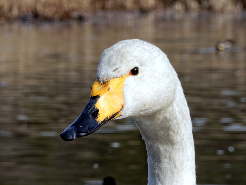 Wild animal natural seasonal