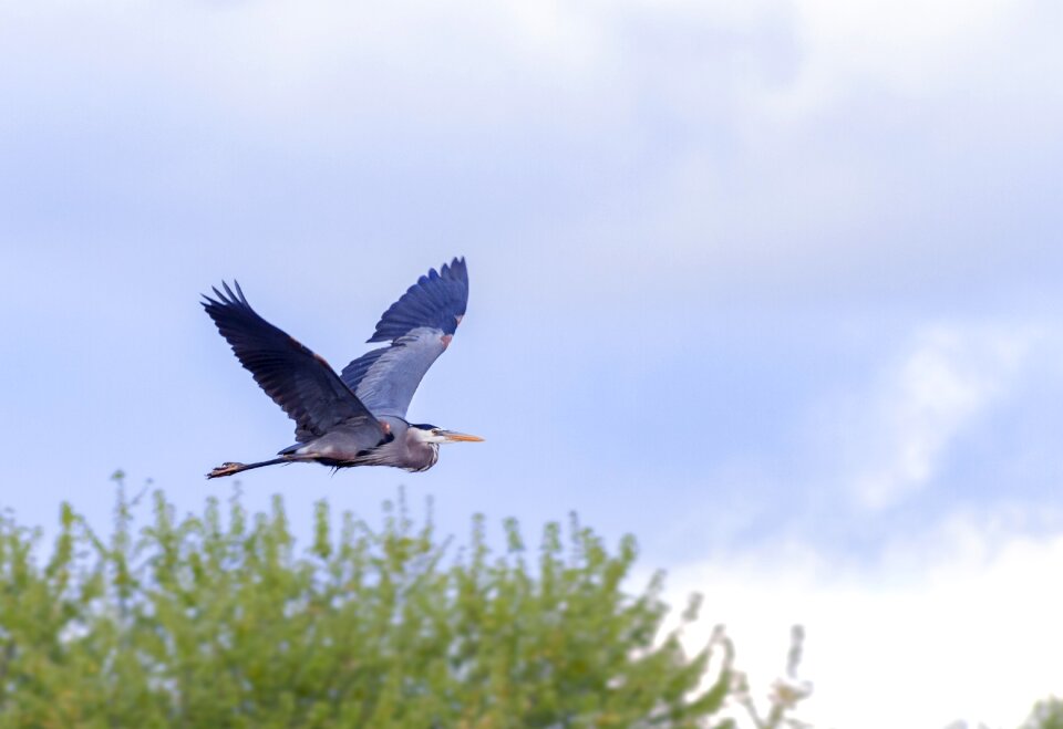 Nature wild beak