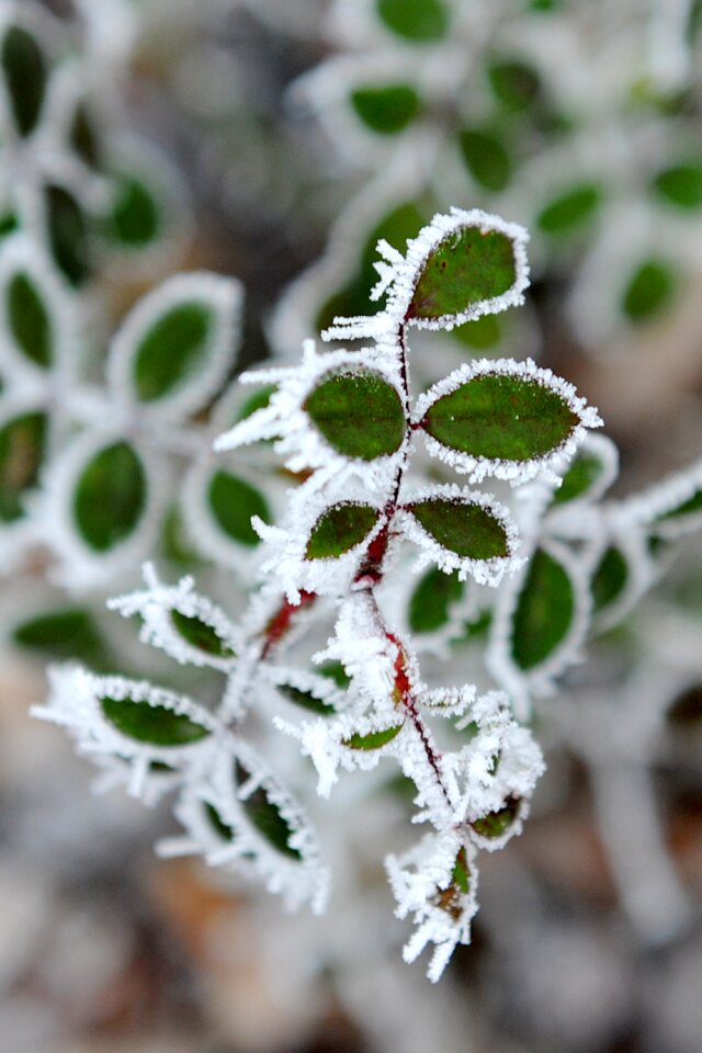 Snow wintry winter magic photo