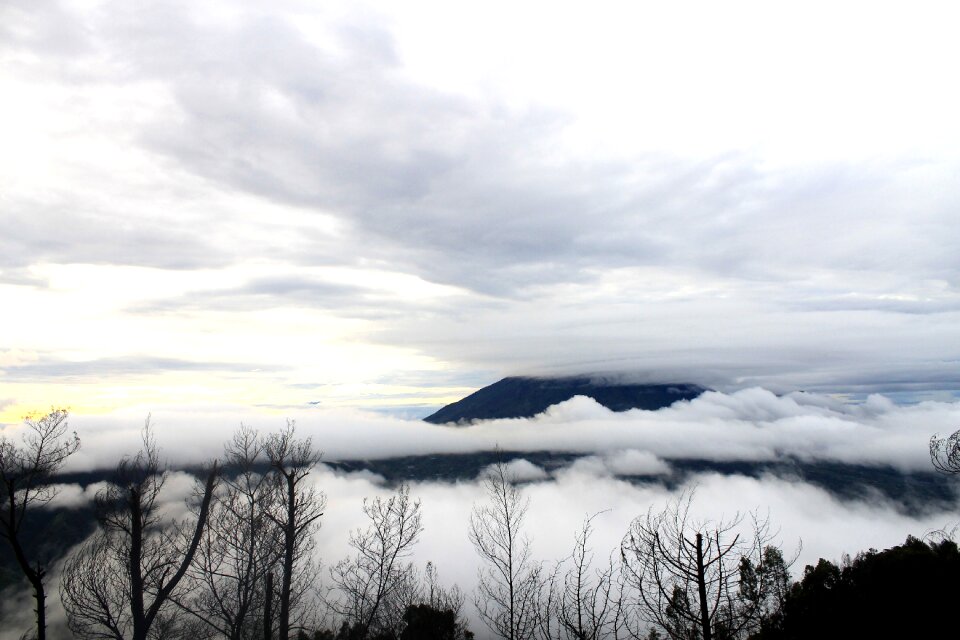 Foggy natural pine