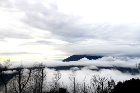 Foggy natural pine photo