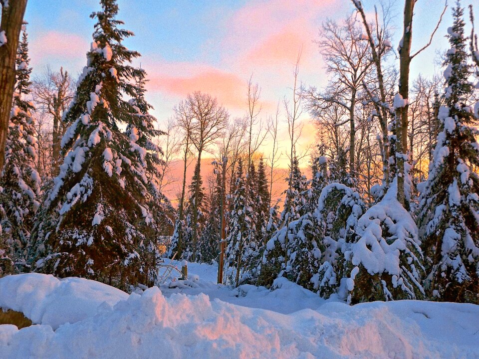 Forest cold christmas