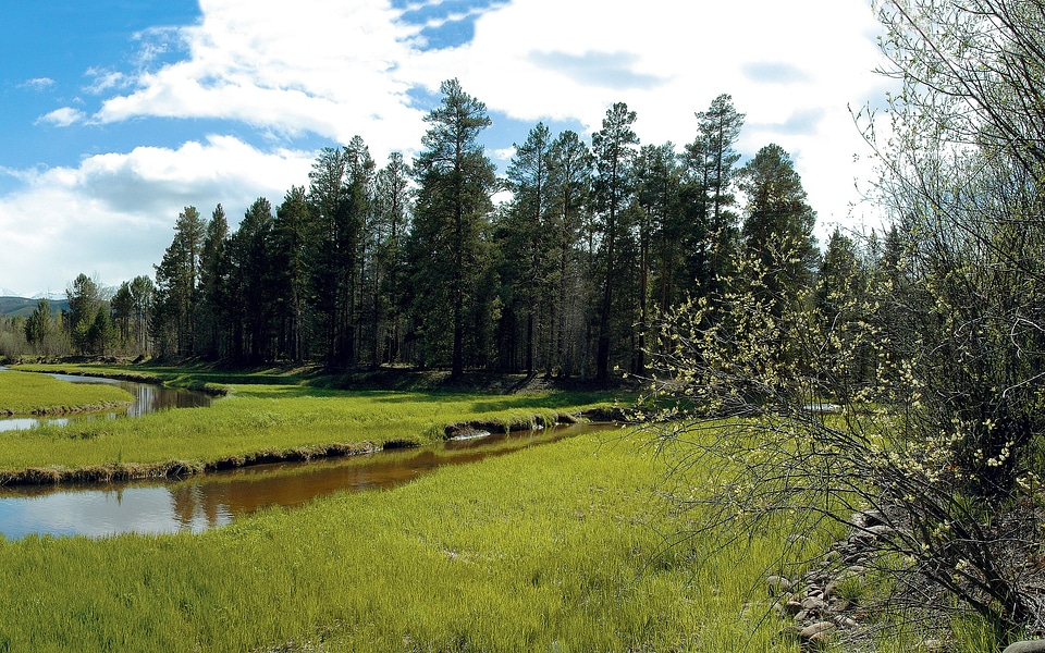Woods environment meadow