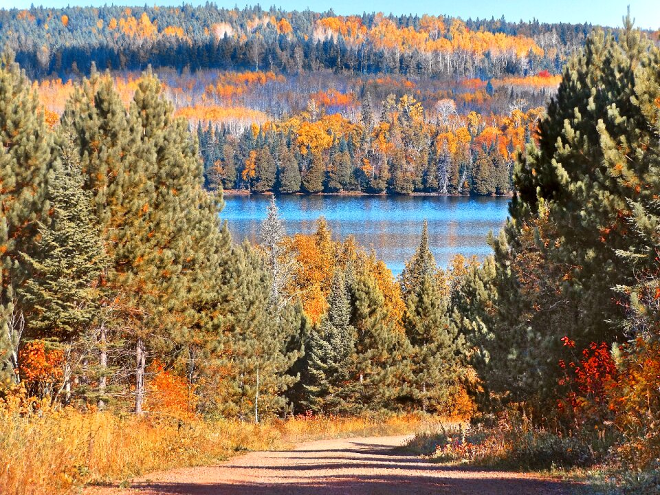 Forest colorful lake