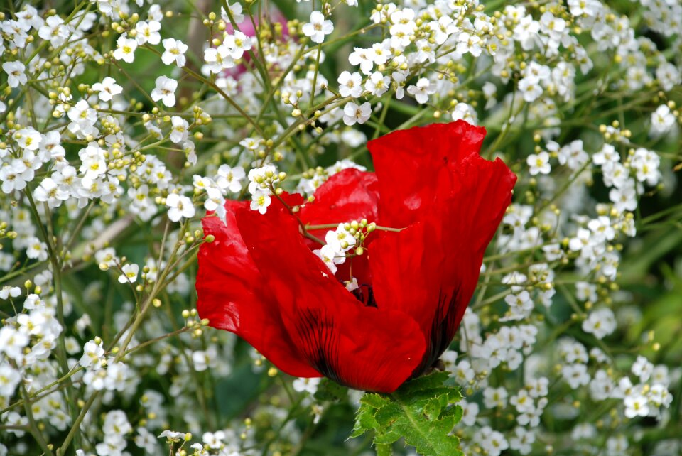 Nature garden plant