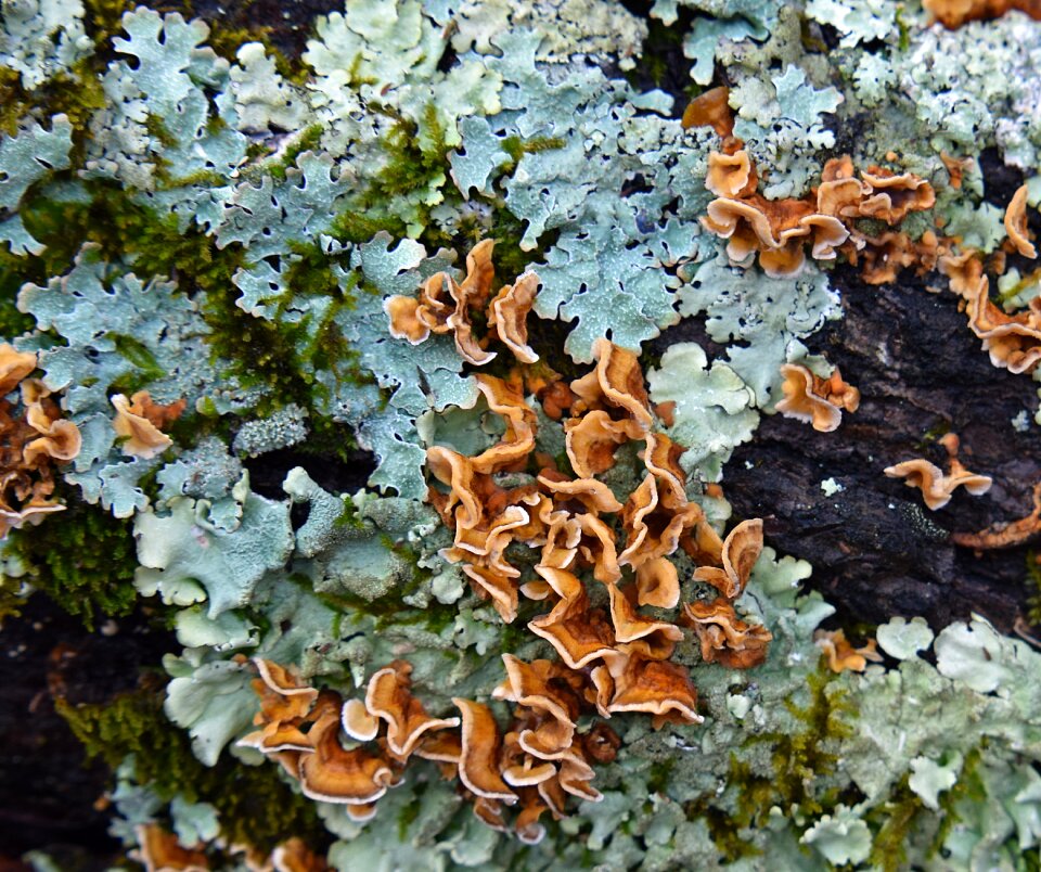 Cyanobacteria fungi nature