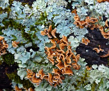 Cyanobacteria fungi nature photo