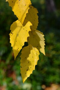 Leaves autumn fall foliage