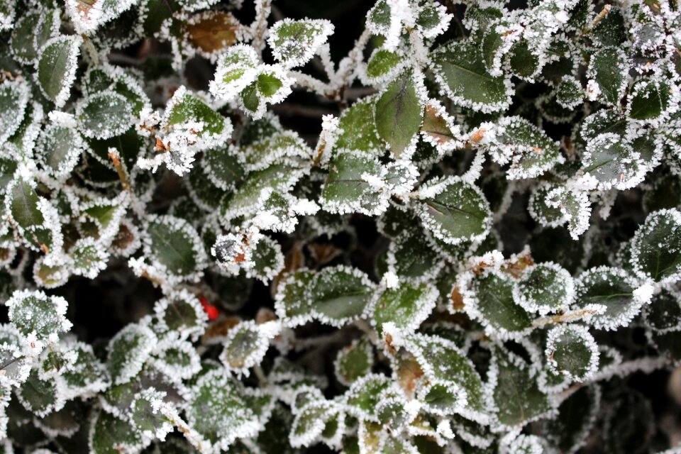 Winter plant nature