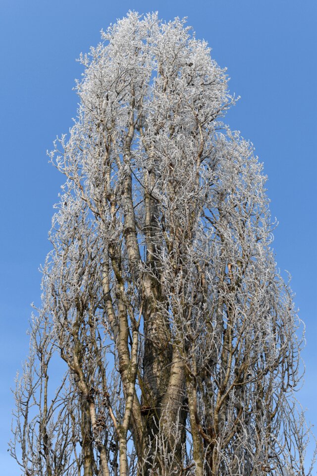 Frost icing rime