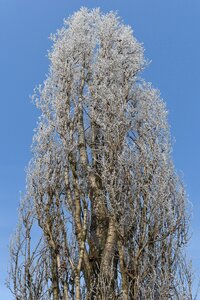 Frost icing rime photo