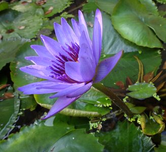 Flower 潔 net natural