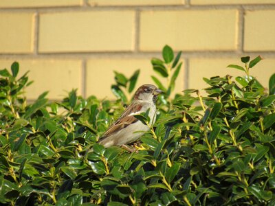 Wildlife sparrow perched photo
