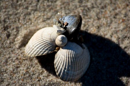 Sea mussel shells baltic sea