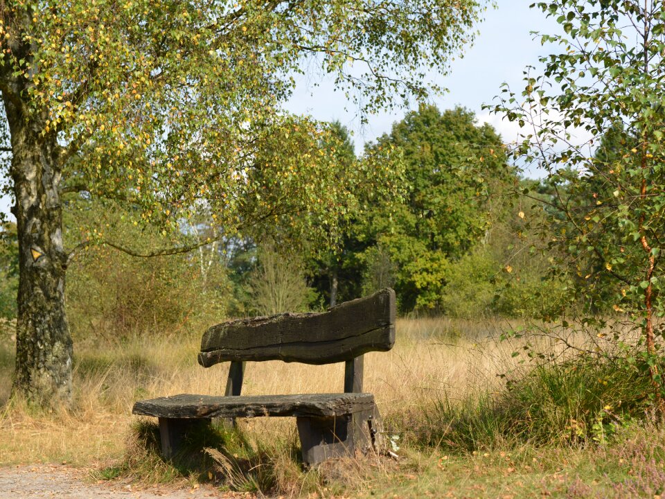 Rest seat nature photo