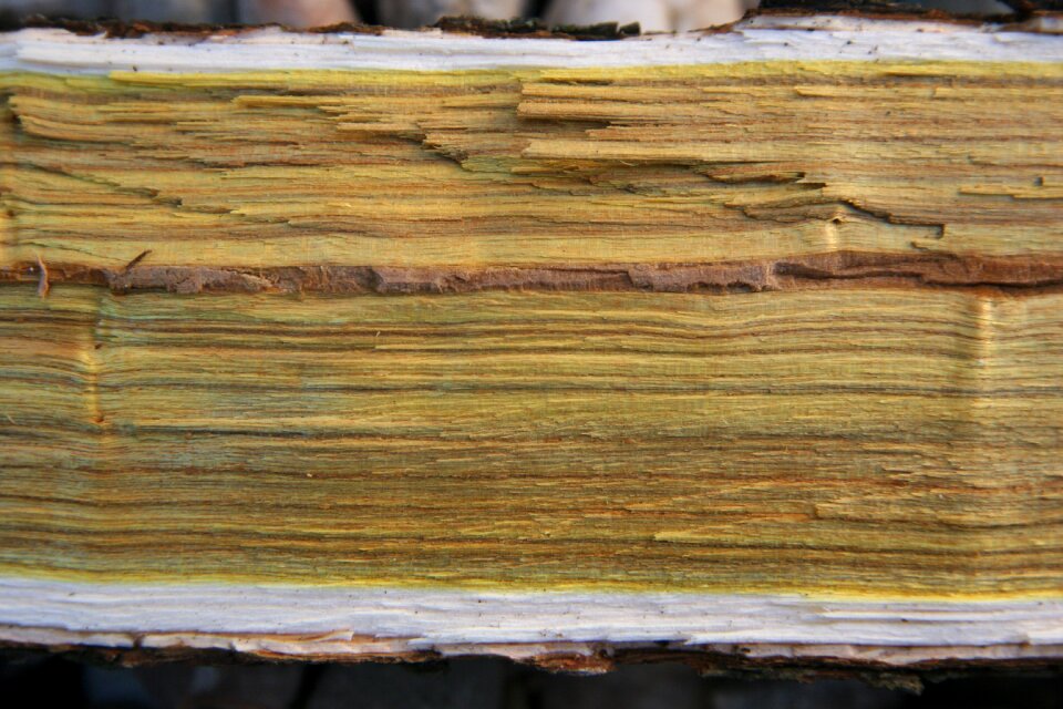 Forest wood bark