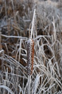 Icing rime dry plant photo