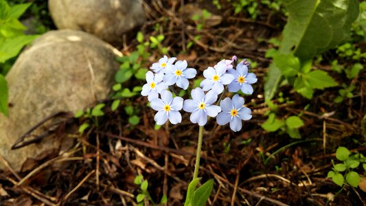 Blue light blue plant