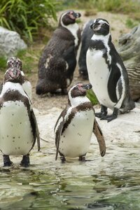 Waterfowl zoo winter