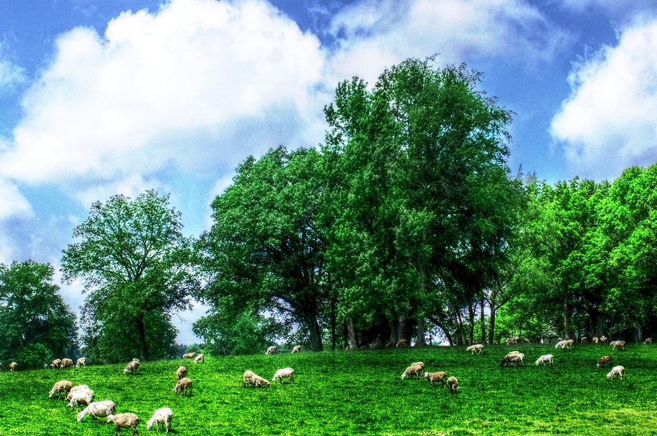 Grazing farm animal