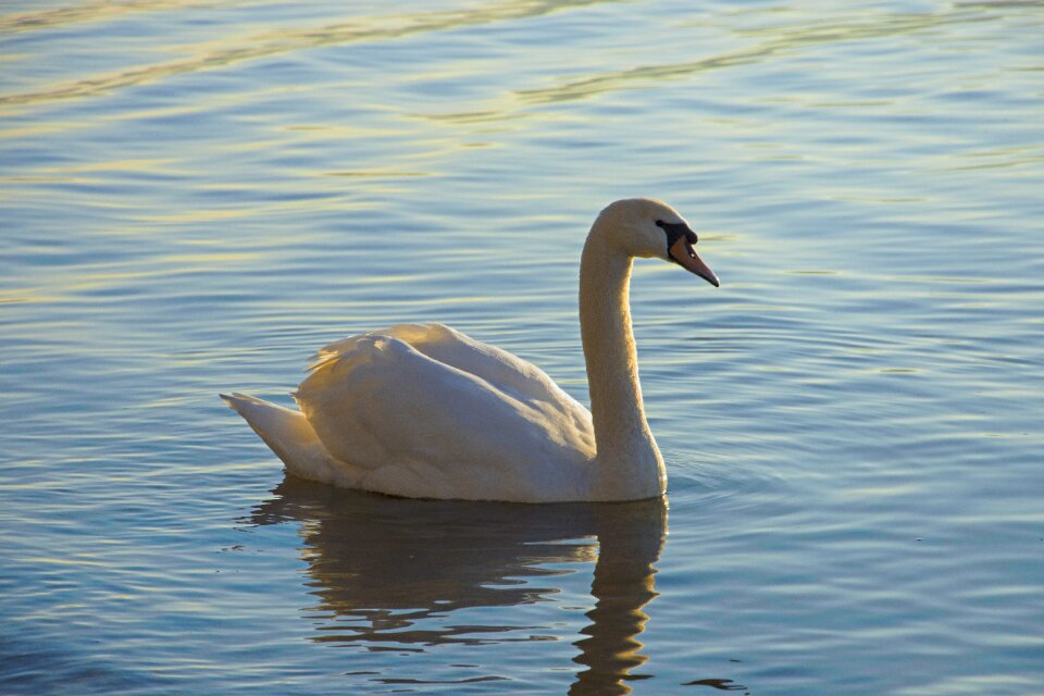Water animal world waters