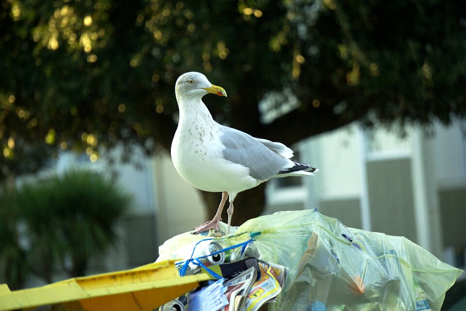 City urban fauna