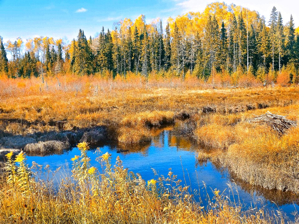 Forest landscape marsh
