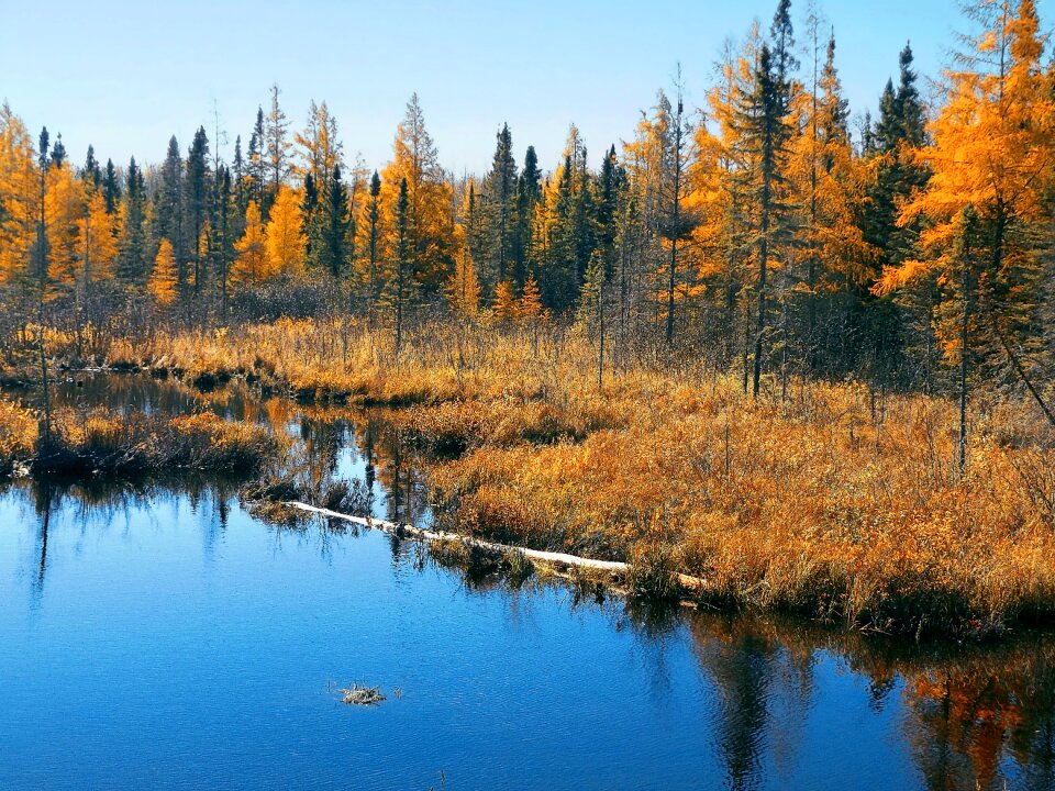 Landscape forest fall