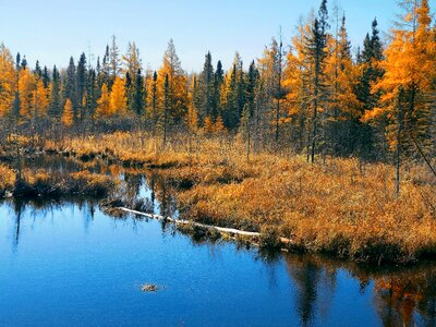 Landscape forest fall photo