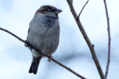 The sparrow bird volatile photo