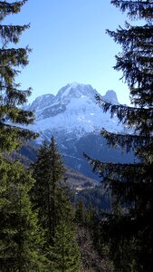 Forest panorama alps