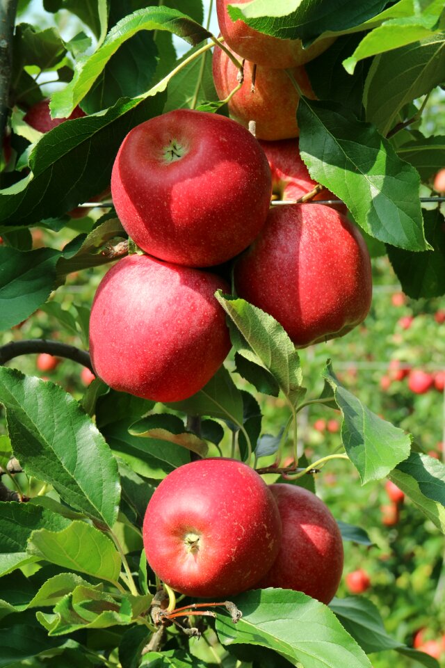 Nice apples red apple italy