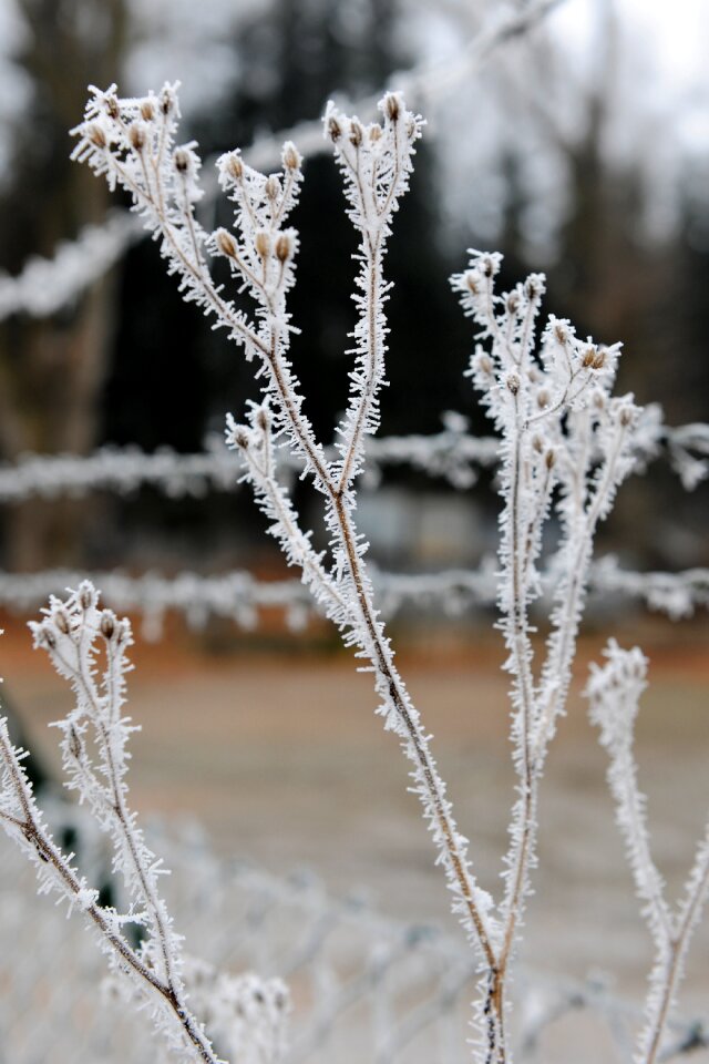 Snow wintry winter magic